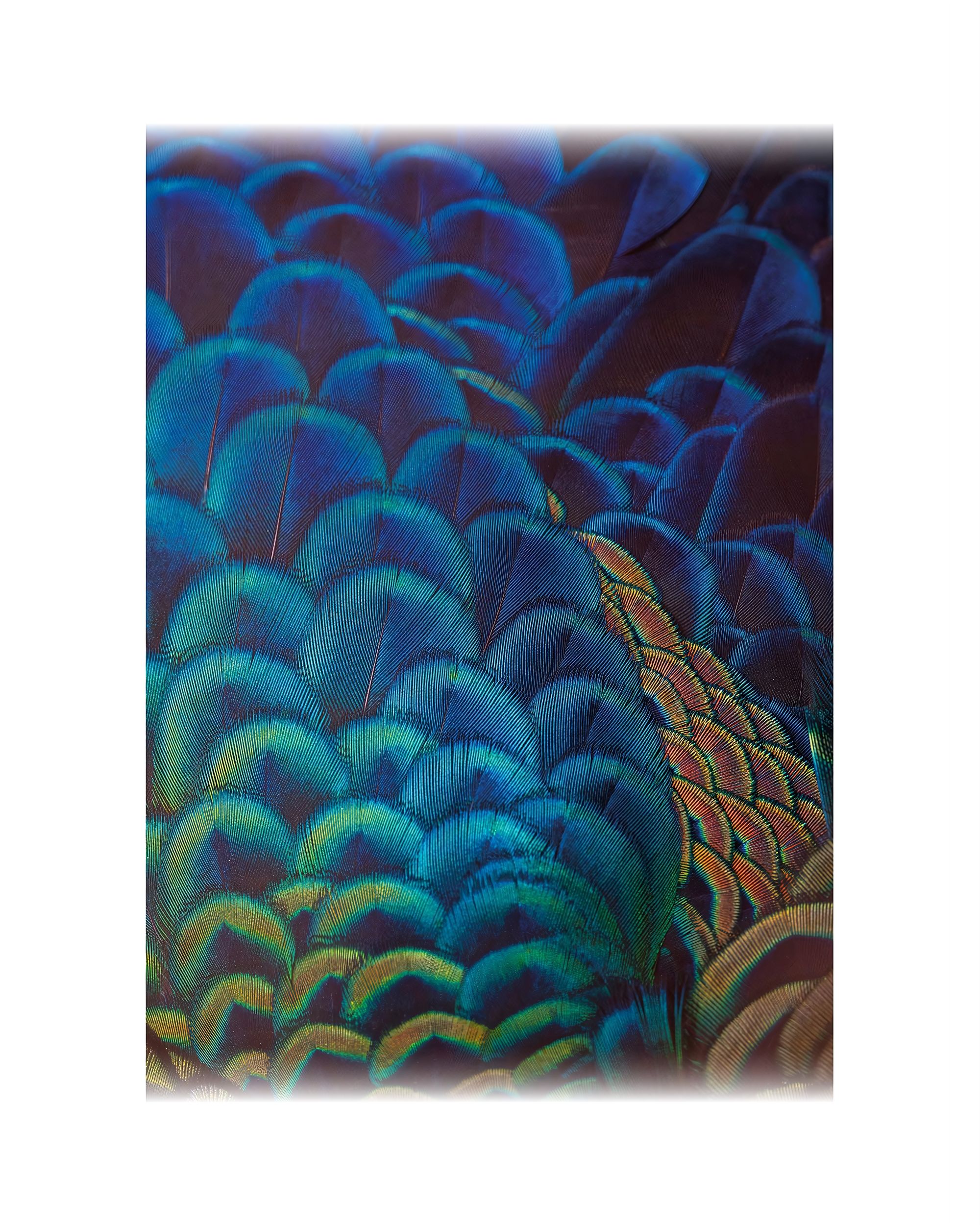 Obraz na plátně Multicolor Feathers