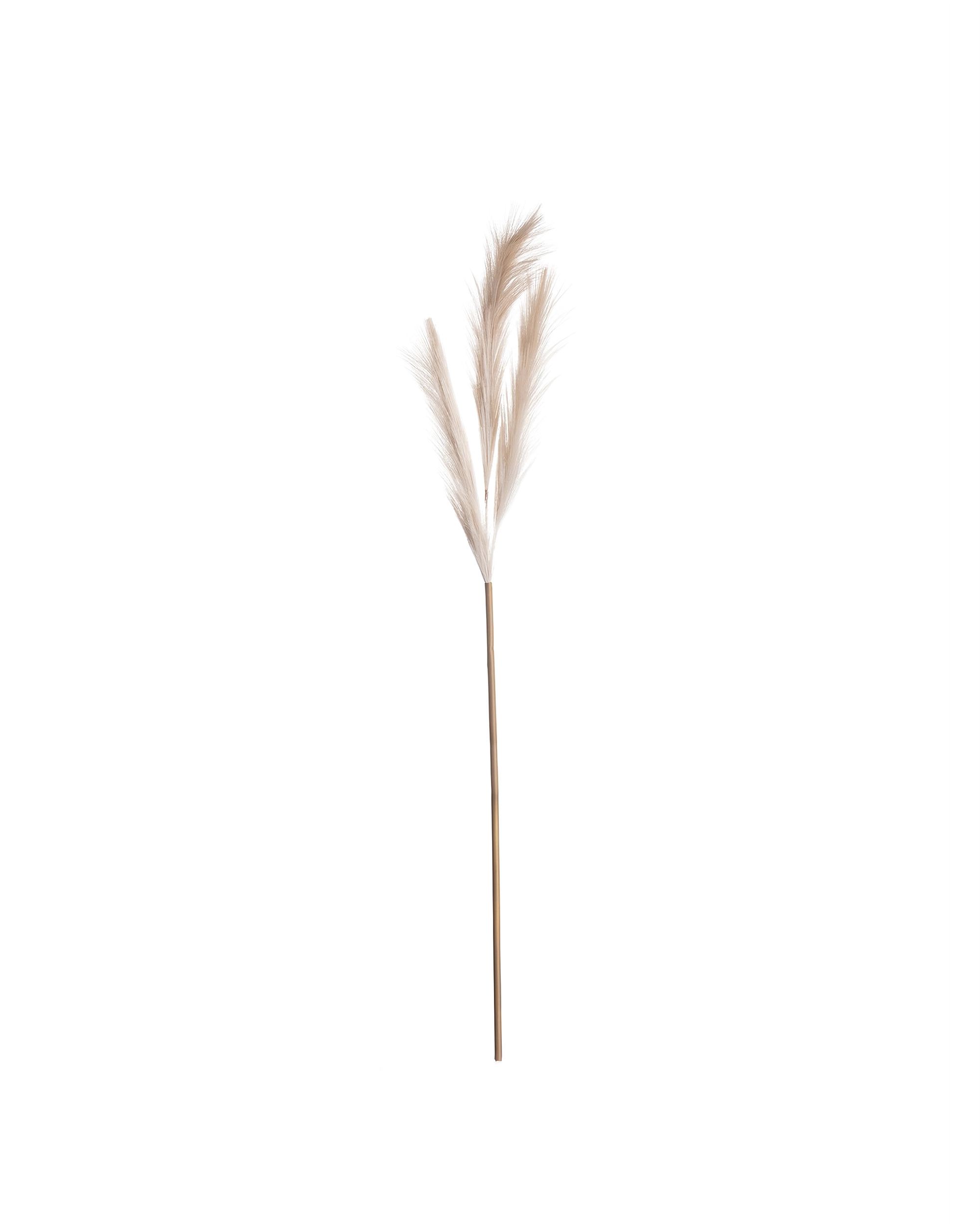 Pampová tráva 110cm beige