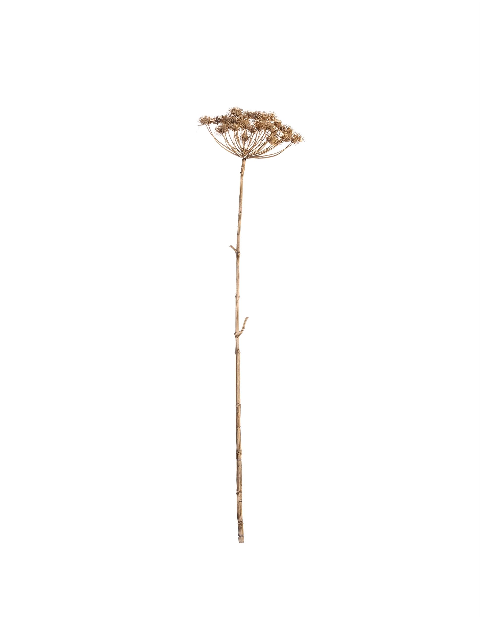 Větvička Heracleum 125cm