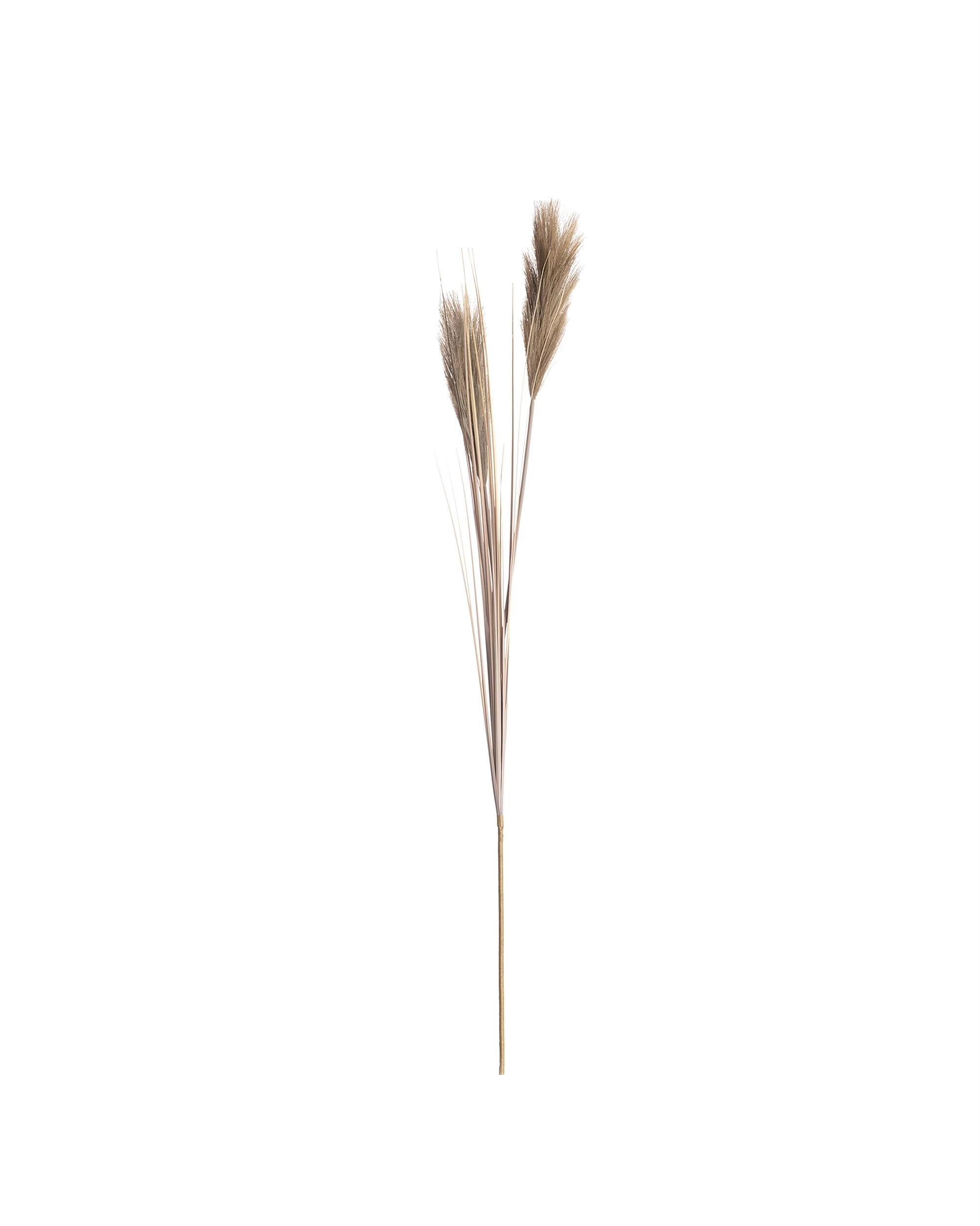 Ozdobný rákos 100cm beige