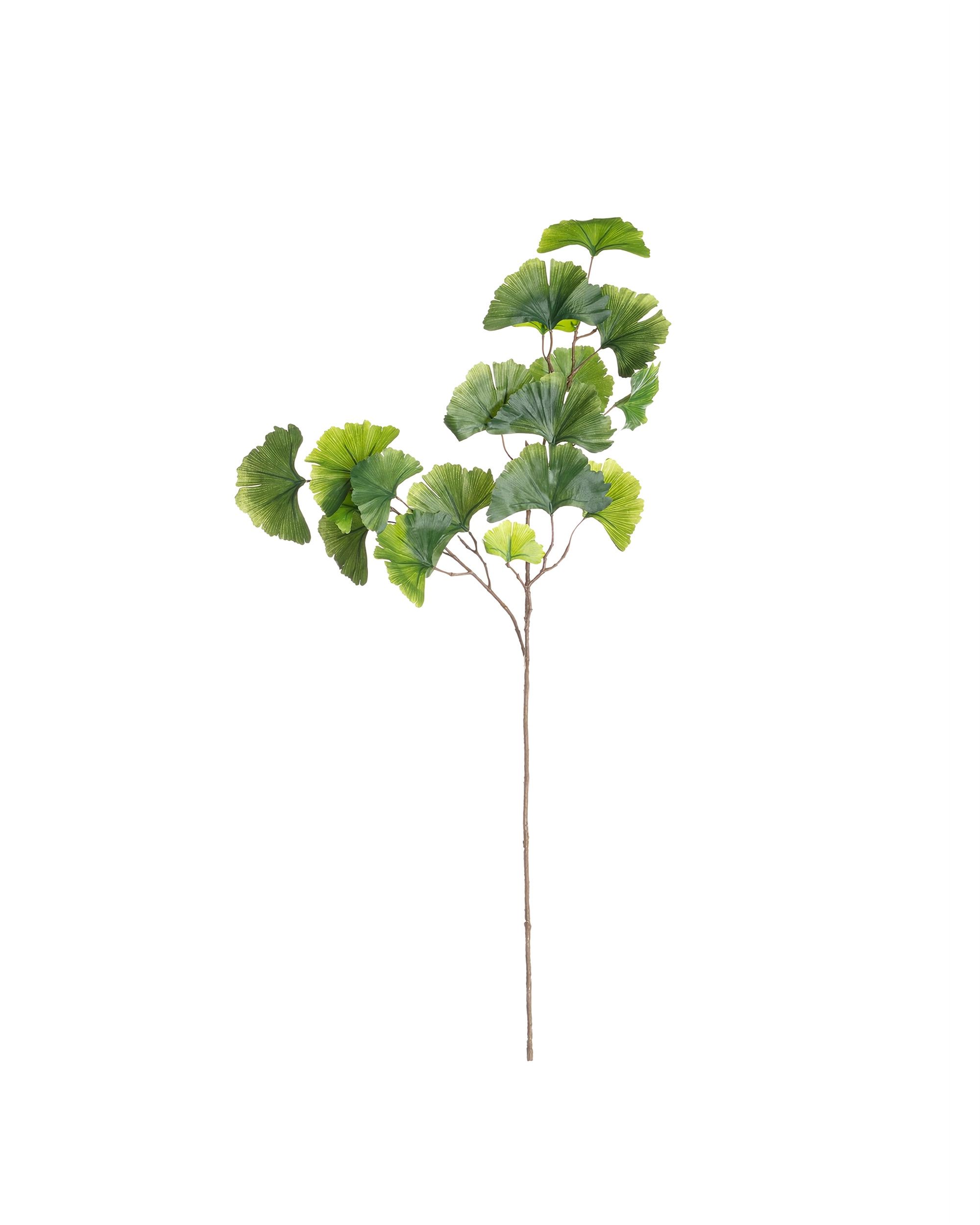 Strom jinanu dvoulaločného na větvi 90cm