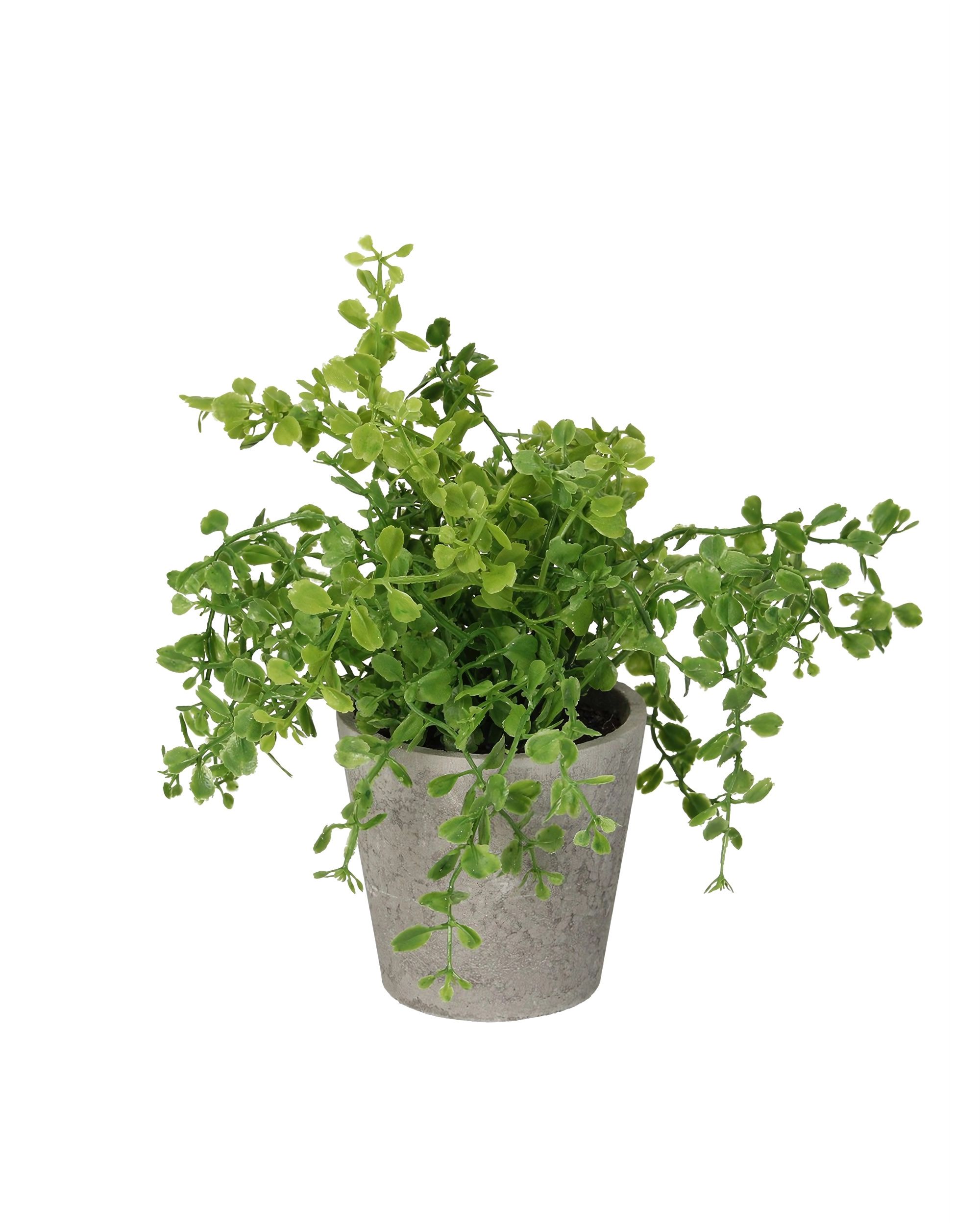 Eukalyptus v květináči 16cm