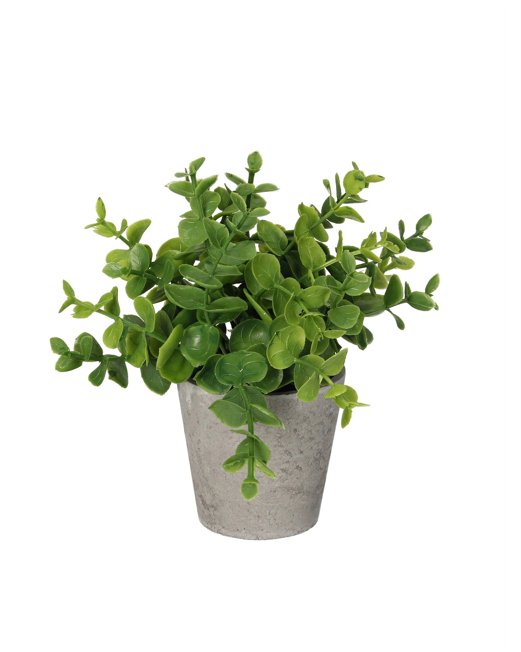 Eukalyptus v květináči 16cm green